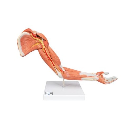 Muscular Arm, Lying, 6-part - W/ 3B Smart Anatomy